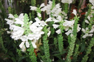Odętka wirginijska 'Cristal Peak White' - Physostegia virginiana 'Cristal Peak White'