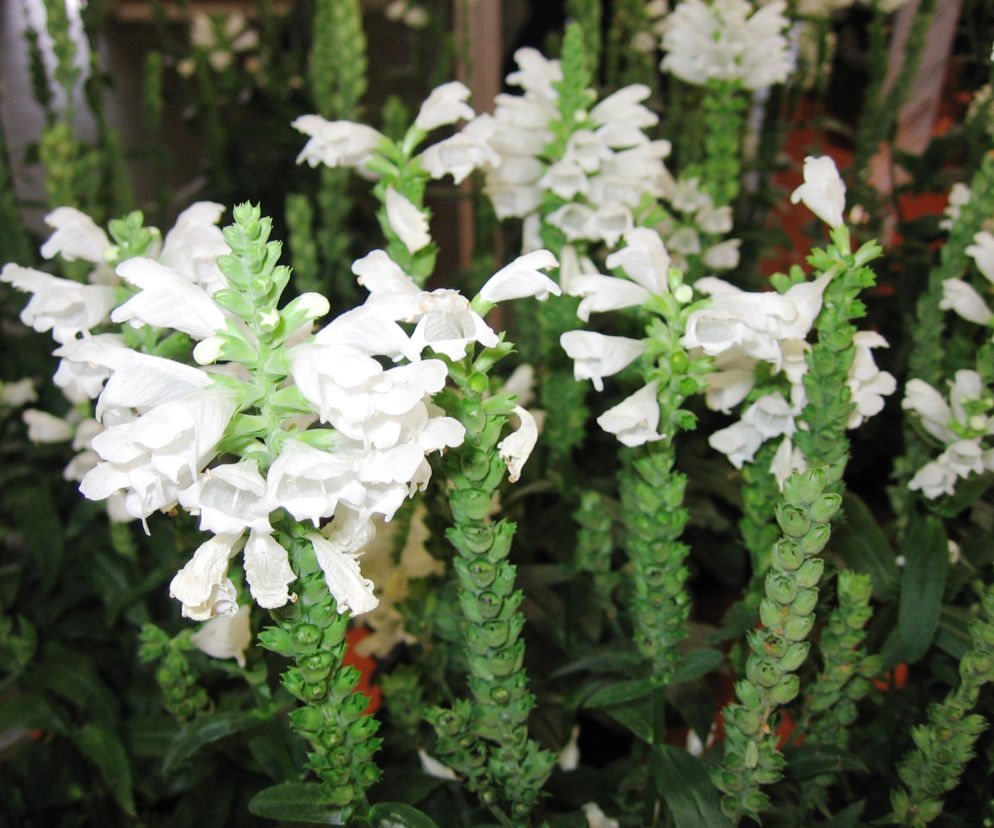 Odętka wirginijska 'Crystal Peak White'