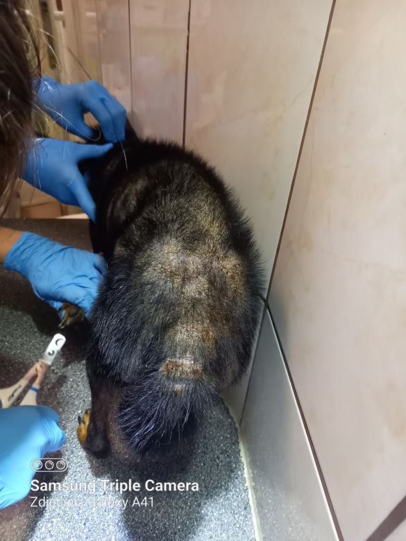Inspektorzy OTOZ Animals w Bielsku-Białej odebrali osiem skrajnie zaniedbanych psów