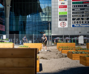 Miejska farma i ekowarsztaty - Galeria Katowicka wypuszcza zieleń w miasto