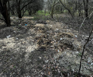 Zabrali dzieciom psa. Urzędnicy przyznali później: nie było podstaw!