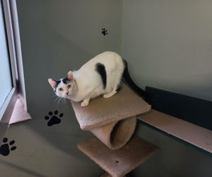 Kociarnia w Lesznie szykuje się do zimy. Potrzebny opał i karma