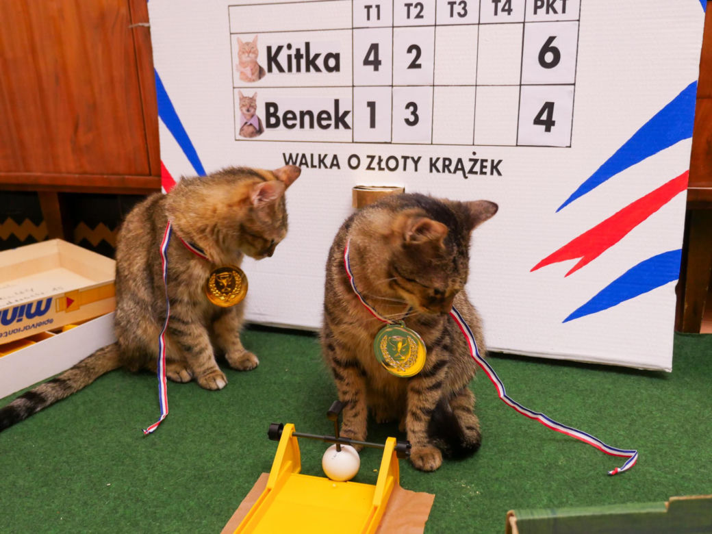 Koty z Tarnobrzega podbijają internet!