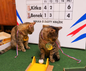 Koty z Tarnobrzega podbijają internet!