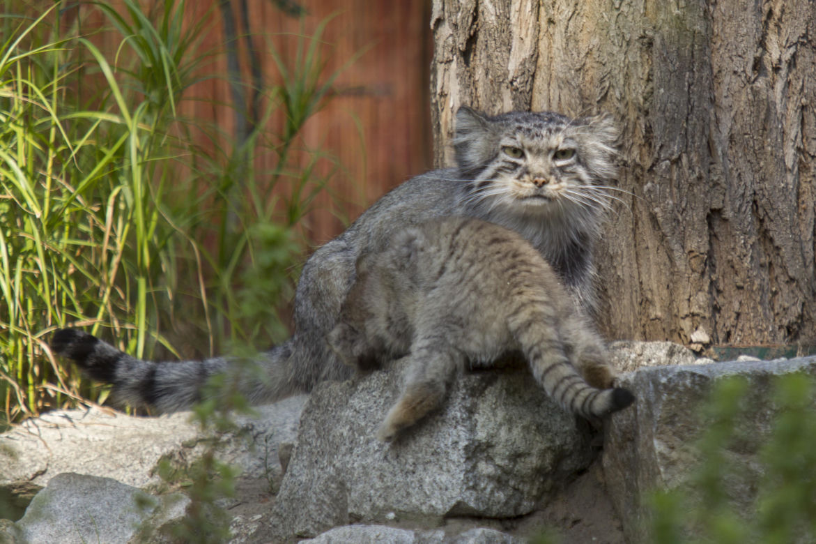Manul