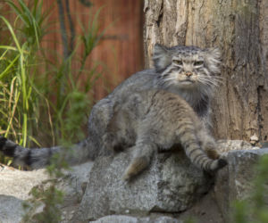 Manul