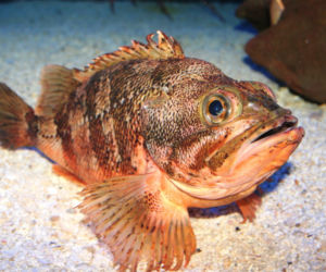 Karmazyn (rodzina Sebastidae)
