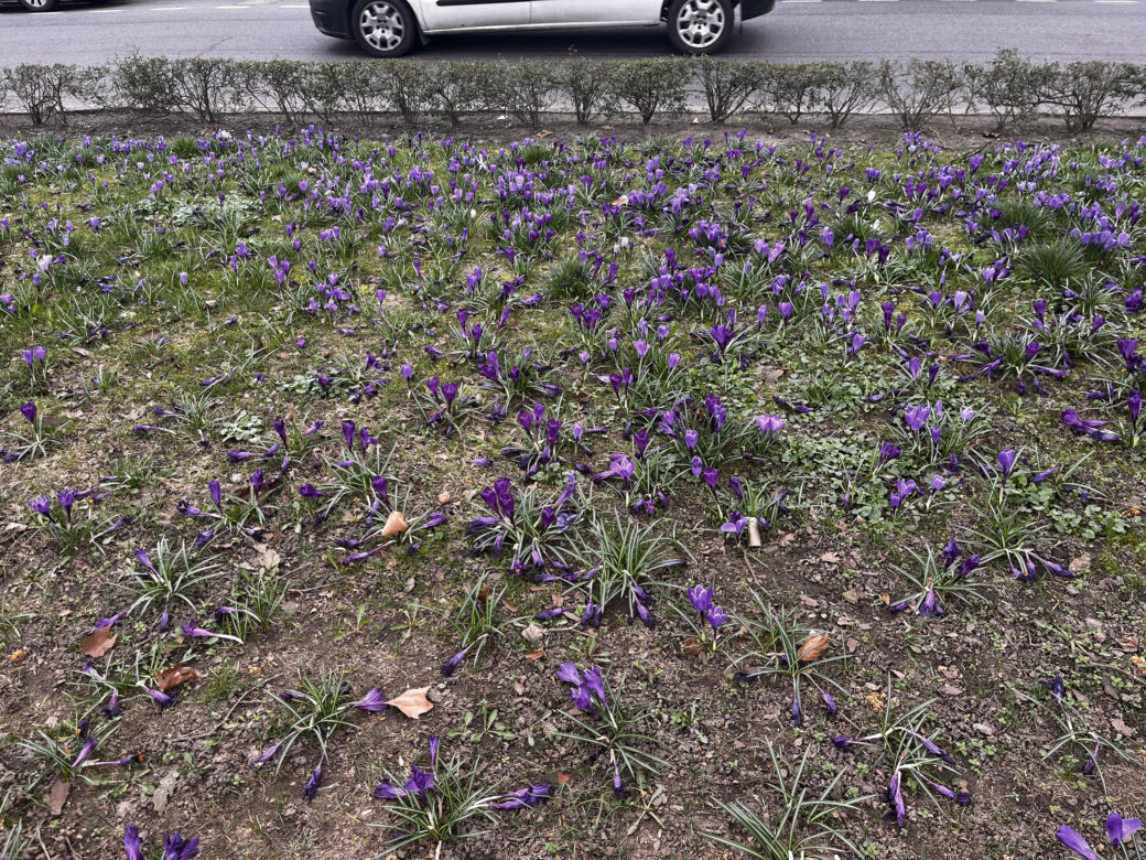 Krokusy w Szczecinie 