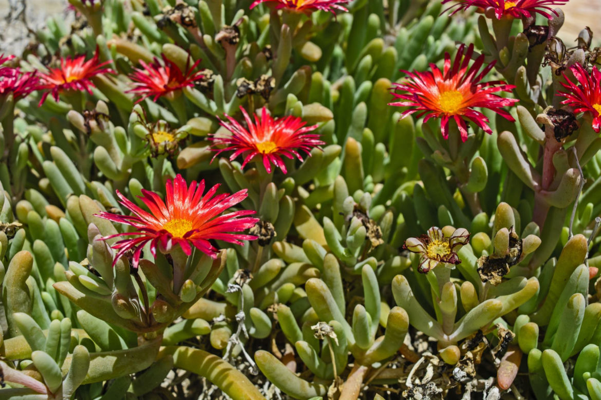 Delosperma
