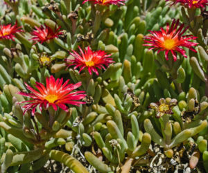 Delosperma