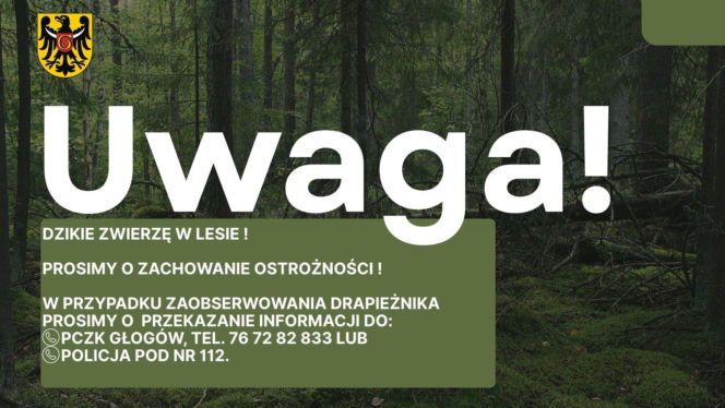 Dzikie zwierzę w powiecie głogowskim