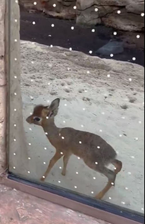 Najmniejsza antylopa świata urodziła się w zoo we Wrocławiu. Od razu skradła serca!