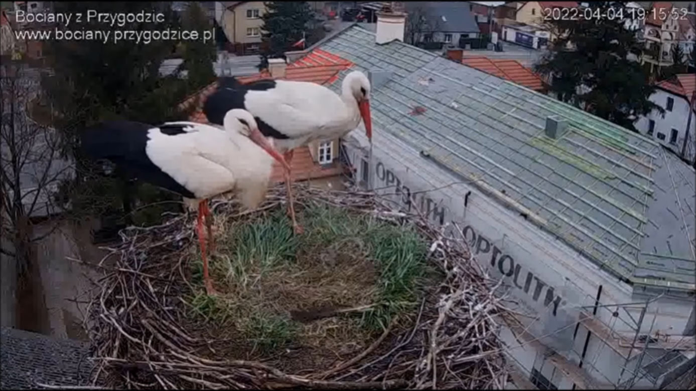 Wojna w bocianim gnieździe! Intruzi zniszczyli jedno jajo