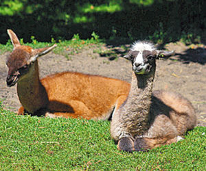 Nowi mieszkańcy warszawskiego zoo
