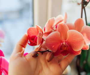 Domowy sposób na kwitnienie storczyków. Zwykłe korki po winie ożywią każdą orchideę