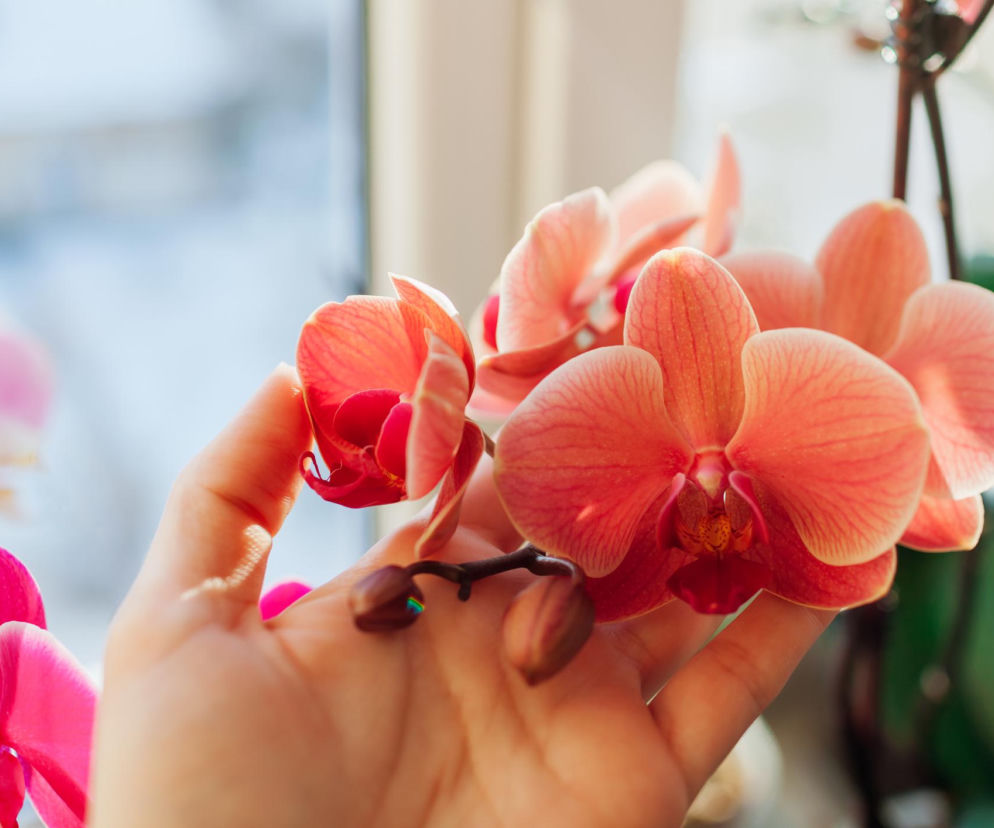 Domowy sposób na kwitnienie storczyków. Zwykłe korki po winie ożywią każdą orchideę