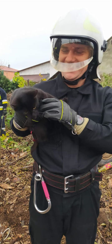 Czarny kot ugrzązł na drzewie w piątek 13