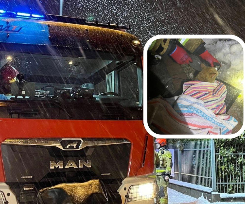 Pożar domu w Mińsku Mazowieckim. Strażacy uratowali kota!