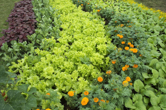 Allelopatia w ogrodzie