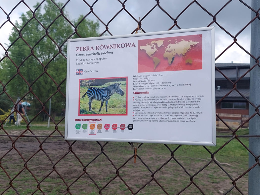Mała zebra w zamojskim ZOO