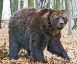 Wyrwali misiowi ząbki