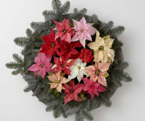 Mini gwiazda betlejemska