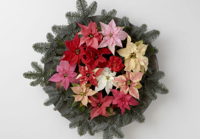 Mini gwiazda betlejemska