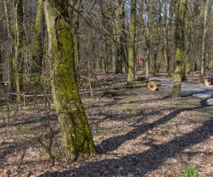 Maję zabiło spróchniałe drzewo w parku