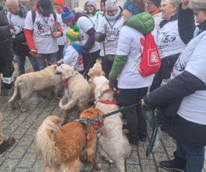 34. finał WOŚP w Krakowie. Golden Retrievery na Rynku Głównym
