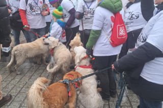 34. finał WOŚP w Krakowie. Golden Retrievery na Rynku Głównym