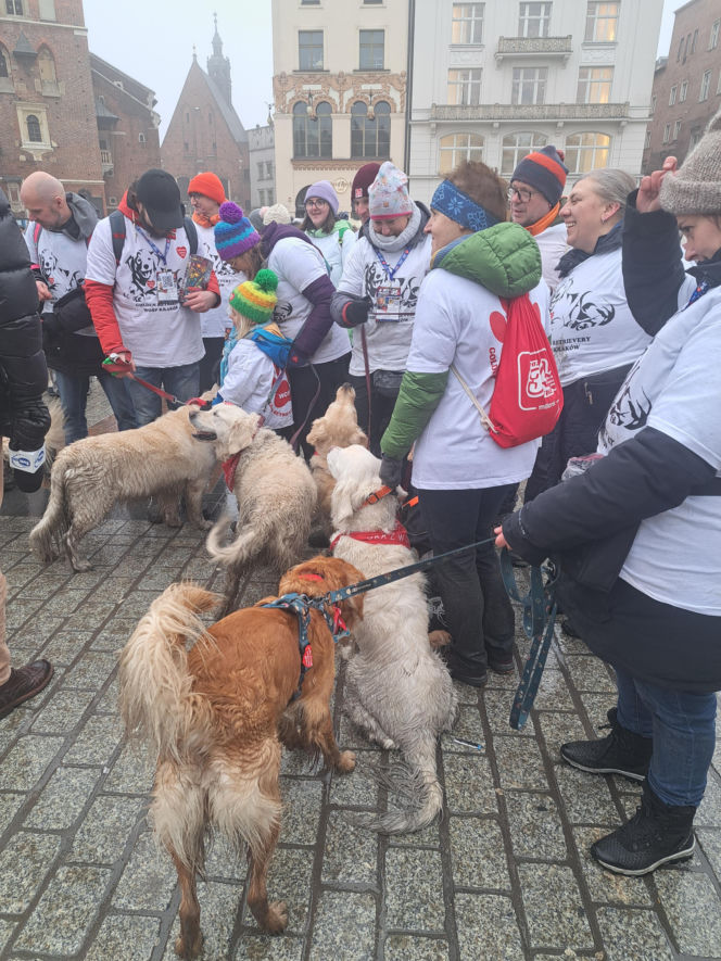 34. finał WOŚP w Krakowie. Golden Retrievery na Rynku Głównym