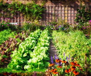 Ekologiczny ogródek warzywny