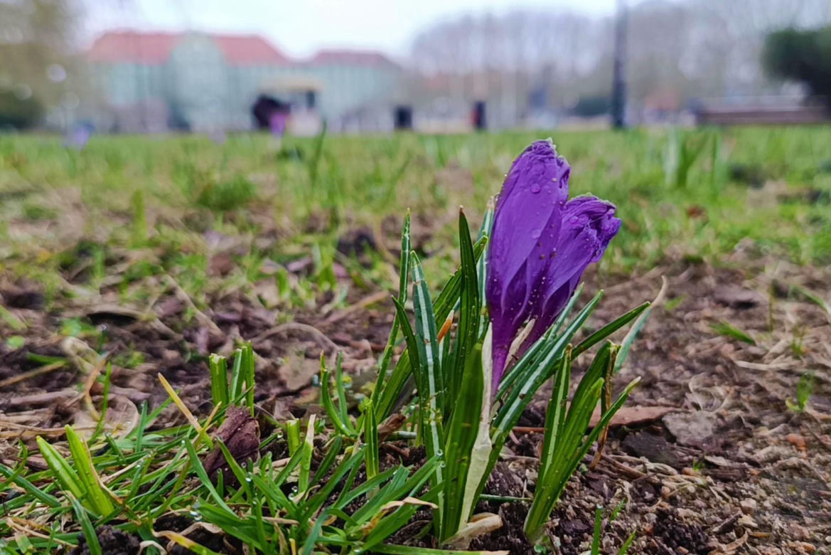 Pierwsze krokusy w Szczecinie