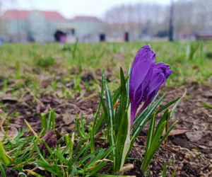 Pierwsze krokusy w Szczecinie