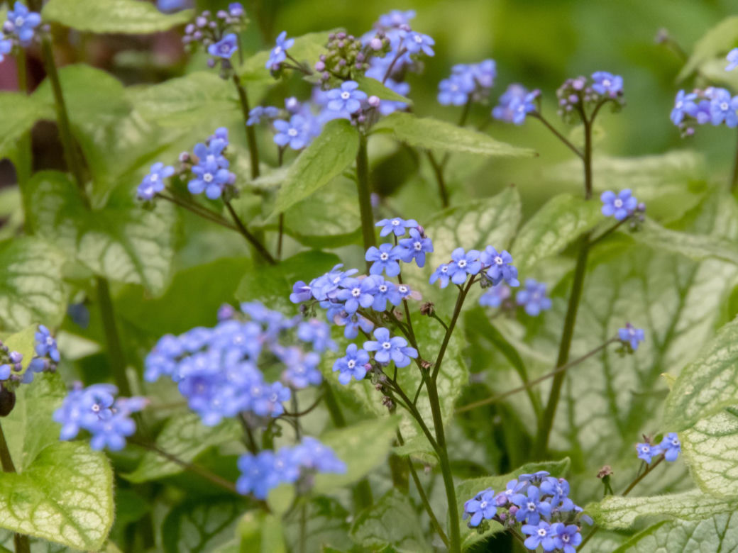 Brunnera wielkolistna