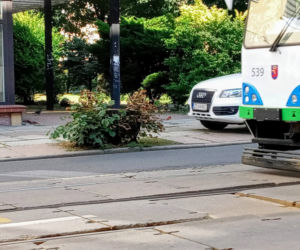 Wycięte drzewa w centrum Szczecina nagle odżyły