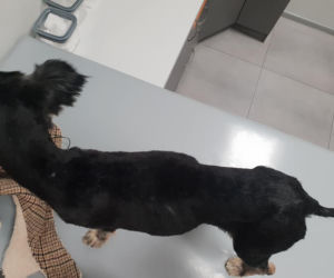 Skrajnie zaniedbane suczki LEDWO żyły! Miały na sobie aż 6 kilogramów kołtunów [ZDJĘCIA]
