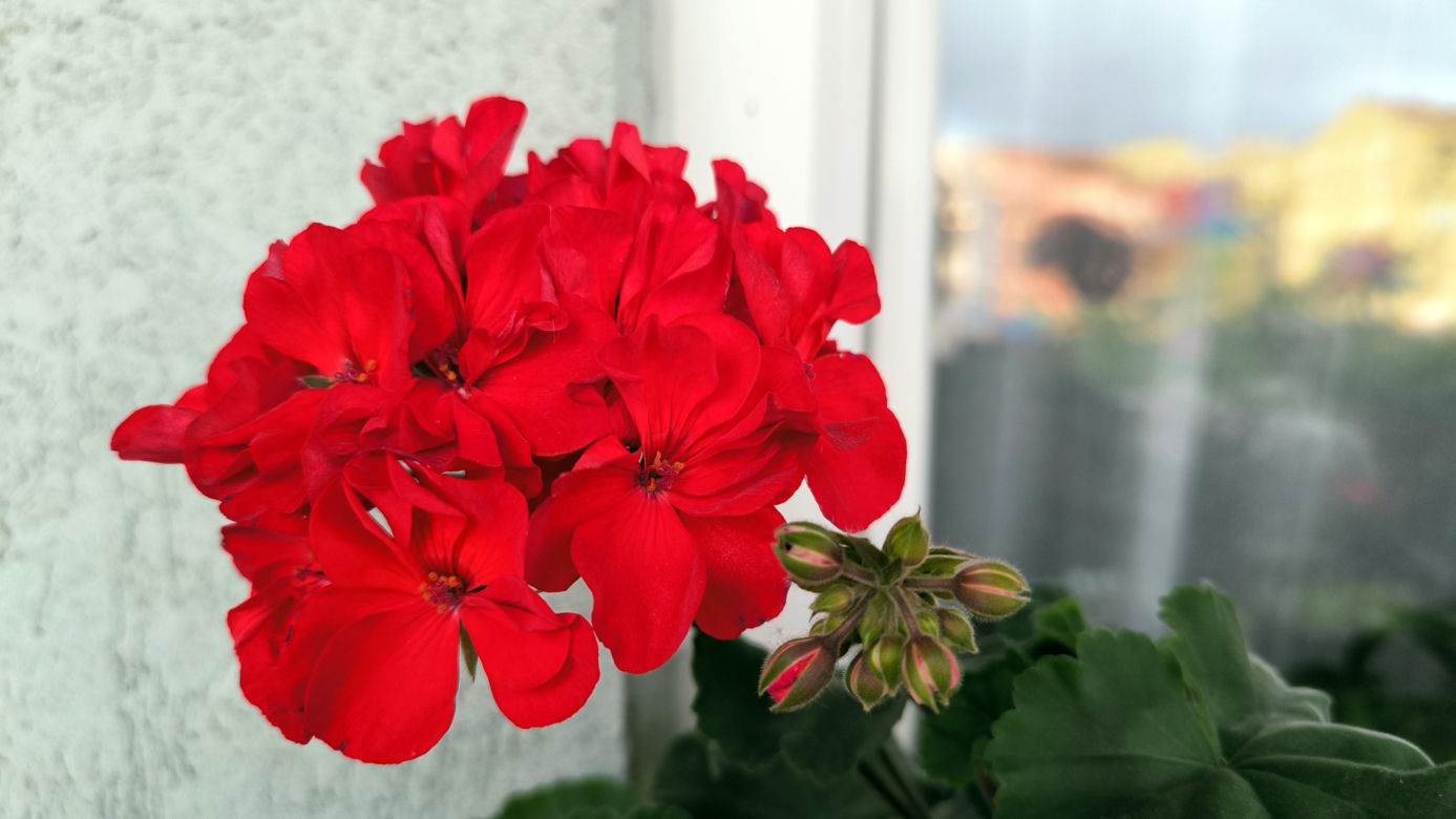 Pelargonia czerowna