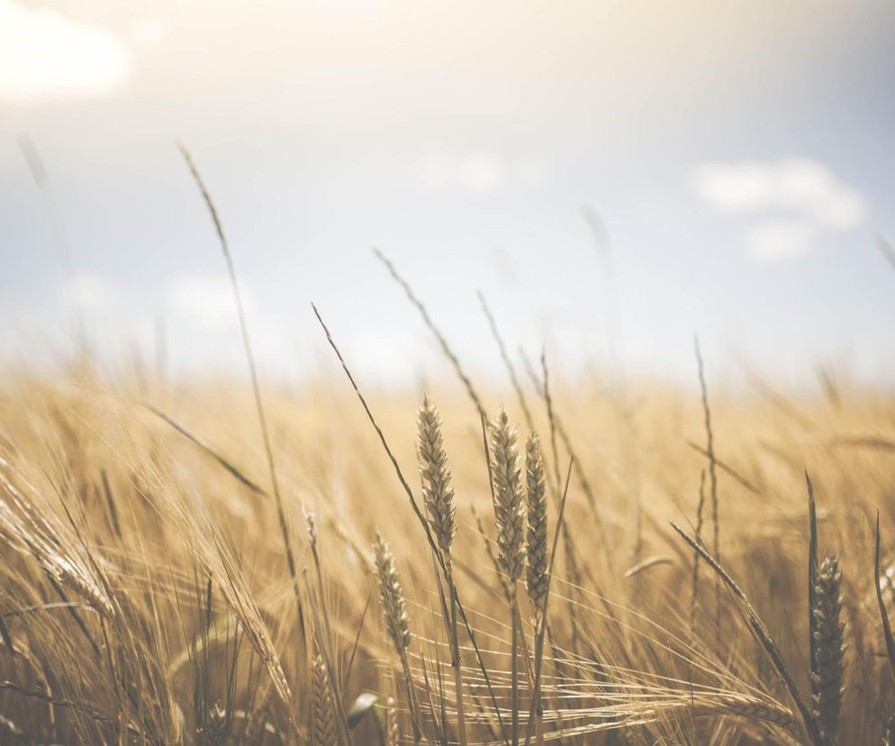 Rolnicy pod ścianą. Lubelscy gospodarze z apelem do rządzących