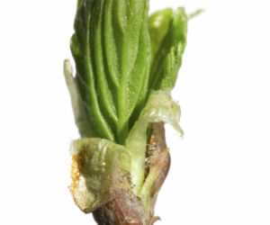 brzoza