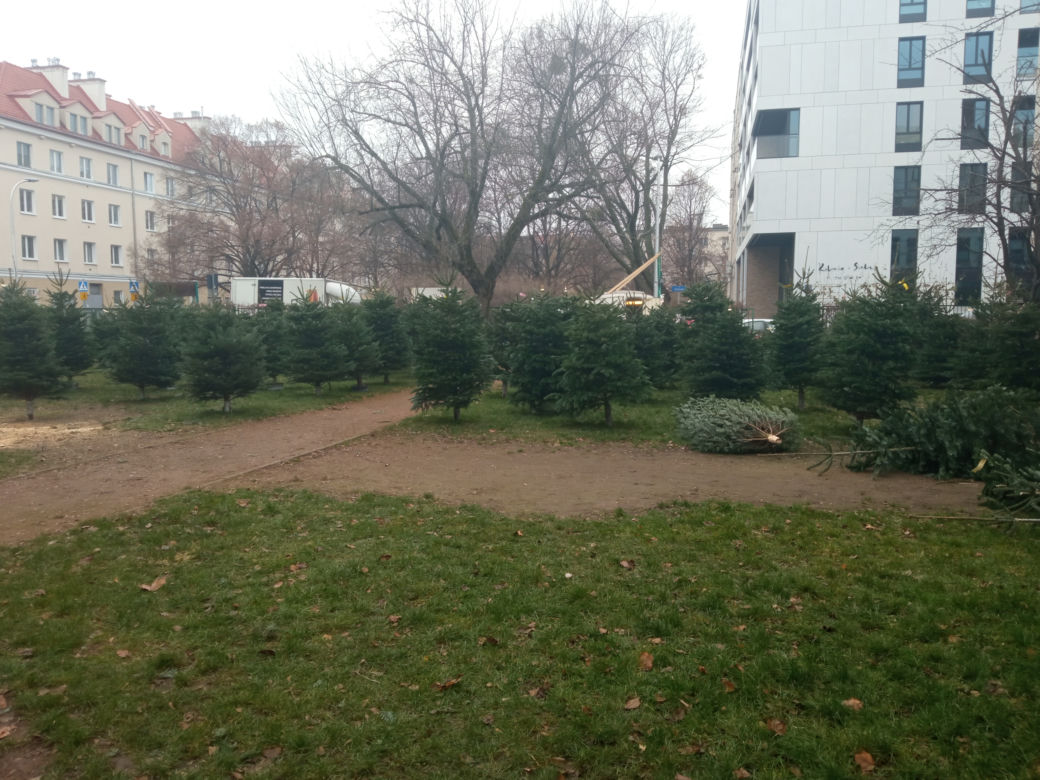 Konkurencja zniszczyła nasze choinki