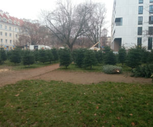 Konkurencja zniszczyła nasze choinki