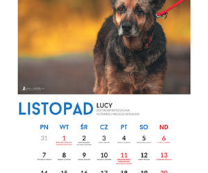 Listopad - kalendarz ze zwierzętami
