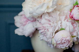 Piwonia w donicy - jak pielęgnować, odmiany. Uprawa piwonii w donicy