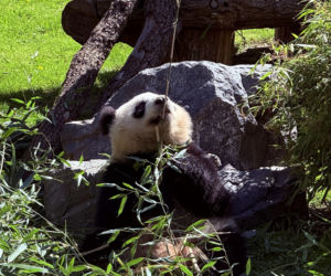 Pandy ZOO Berlin