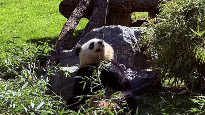 Pandy ZOO Berlin