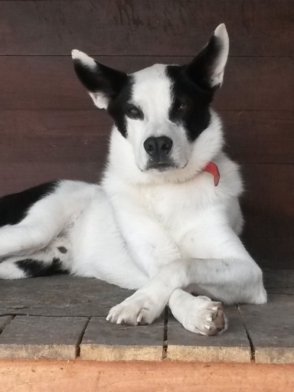Pies do adopcji - Bono