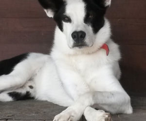 Pies do adopcji - Bono
