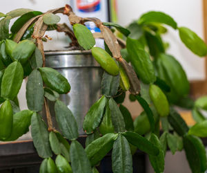 Grudnik - kwiat na Boże Narodzenie