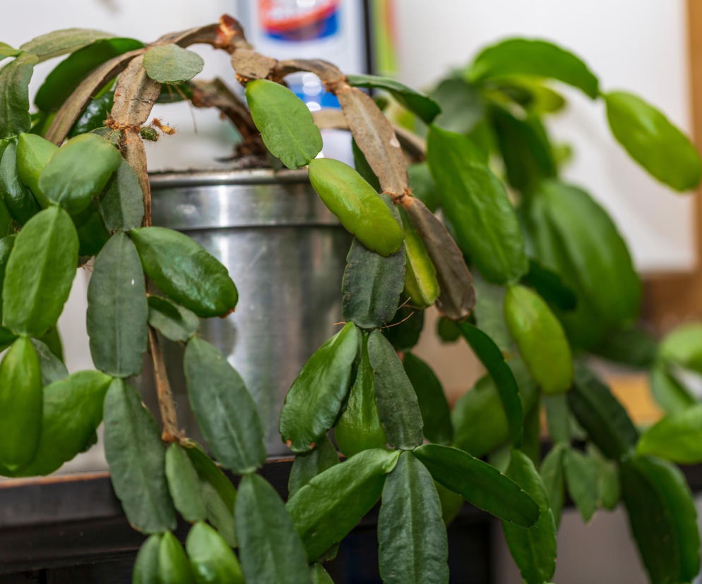 Grudnik - kwiat na Boże Narodzenie